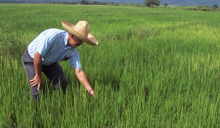 Gobierno logra acuerdo con productores de arroz y evita paro