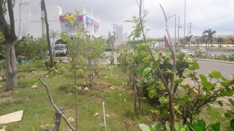 Por talar mangle abren proceso sancionatorio a dueños de un lote en Cartagena