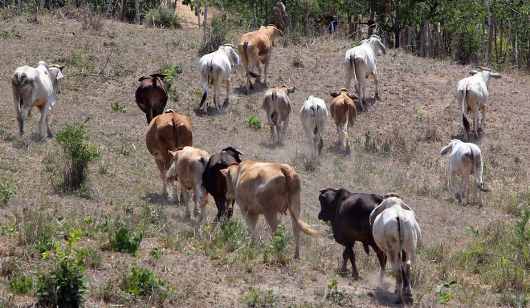 AGRO, ICA, POLICIA, SANTANDER: Declaran cuarentena para evitar que fiebre aftosa llegue a Santander
