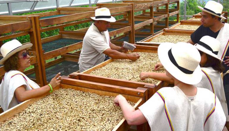 Exportaciones de café colombiano crecen 3% en junio Exportaciones de café colombiano crecen 3% en junio