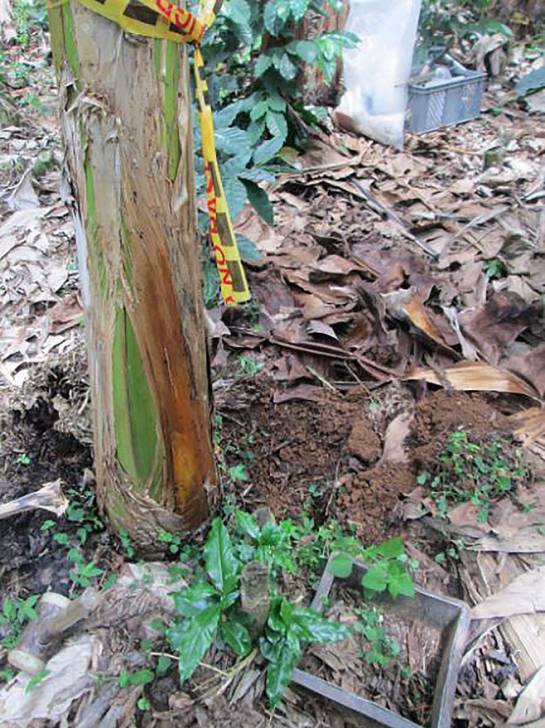 Investigadora de la Universidad Nacional de Palmira desarrolló proyecto para mejorar suelos cultivados con plátano Investigadora de la Universidad Nacional de Palmira desarrolló proyecto para mejorar suelos cultivados con plátano