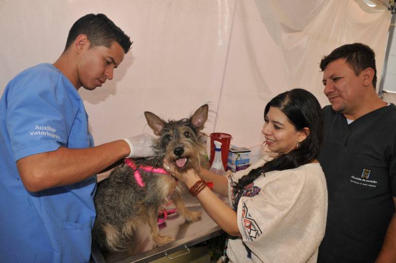 Jornada gratuita de vacunación para perros y gatos