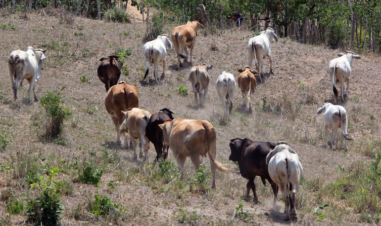 Cierran mercados de carne de América y Europa por Aftosa: Rusia y Chile devuelven carne de Colombia por amenaza de aftosa