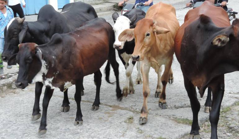 Fiebre aftosa; Manizales; Caldas; La Dorada; ganado; agricultura: "La comunidad no debe tener ningún temor de consumir carne"