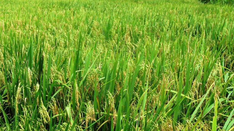 El ICA realiza vigilancia epidemiológica en cultivos de arroz en Bolívar: El ICA realiza vigilancia epidemiológica en cultivos de arroz en Bolívar