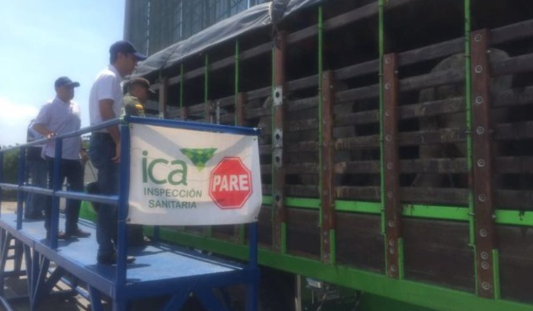 Restringen cuatro meses zona donde se presentó brote de aftosa