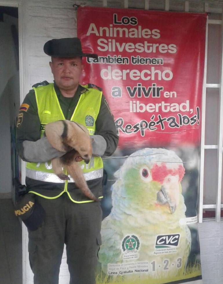Fauna silvestre: Policía Ambiental rescata oso hormiguero en Cartago