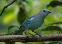 Aviturismo en Boyacá: en el suroriente del departamento hay más de 300 especies de aves