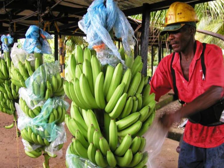 Continúa vigilancia fitosanitaria en cultivos de plátano en Bolívar: Continúa vigilancia fitosanitaria en cultivos de plátano en Bolívar