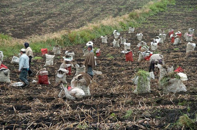 Minagricultura reveló que en Colombia sólo se aprovecha el 30% de la tierra disponible para sembrar: Minagricultura reveló que en Colombia sólo se aprovecha el 30% de la tierra disponible para sembrar