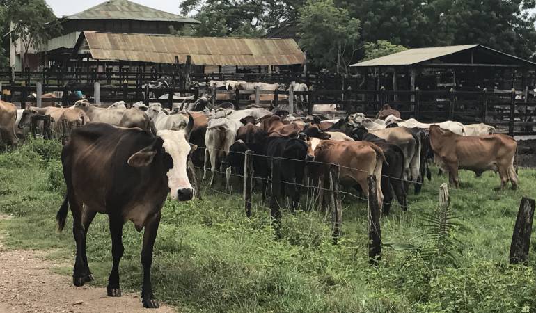 Controlados focos de fiebre aftosa en Colombia. /FOTO CARACOL RADIO