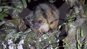 Descubren un Olinguito en Boyacá, mamífero del que no se tenía conocimiento hace 35 años: Descubren un Olinguito en Boyacá, mamífero del que no se tenía conocimiento hace 35 años Descubren un Olinguito en Boyacá, mamífero del que no se tenía conocimiento hace 35 años: Descubren un Olinguito en Boyacá, mamífero del que no se tenía conocimiento hace 35 años