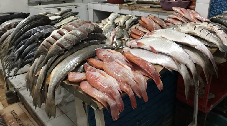 Por lo menos 10 mil toneladas de pescado entran de manera ilegal desde Venezuela a Colombia.