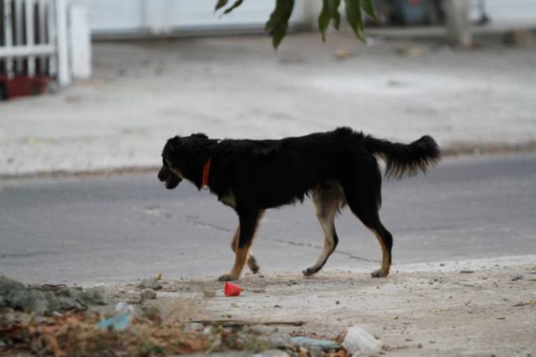 Juez ordena construcción de centro de bienestar animal en Cartagena: Juez ordena construcción de centro de bienestar animal en Cartagena