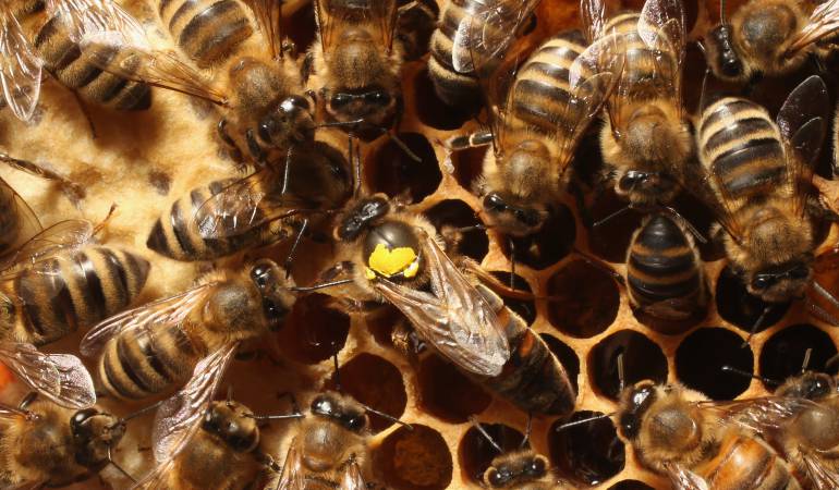 Ibagué ataque de abejas: Se reporta ataque de abejas en Ibagué