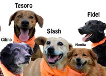 Perros de La Perla serán adiestrados como animales de compañía