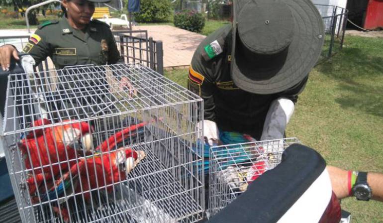 Tráfico de Fauna Silvestre: 468 especies de fauna silvestre han sido incautadas este año en Quindío