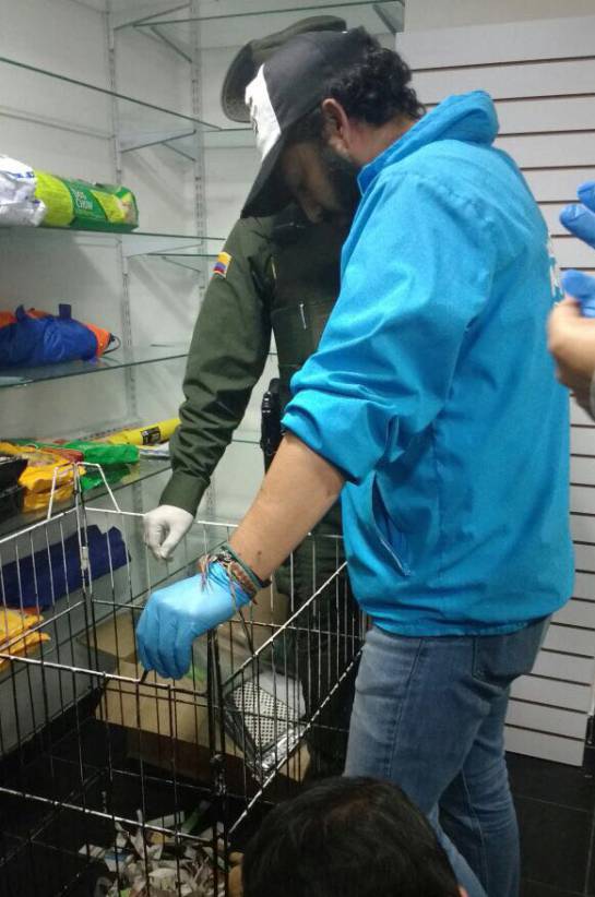 Maltrato animal en Bogotá: Sellan local en Bogotá por maltrato animal Maltrato animal en Bogotá: Sellan local en Bogotá por maltrato animal