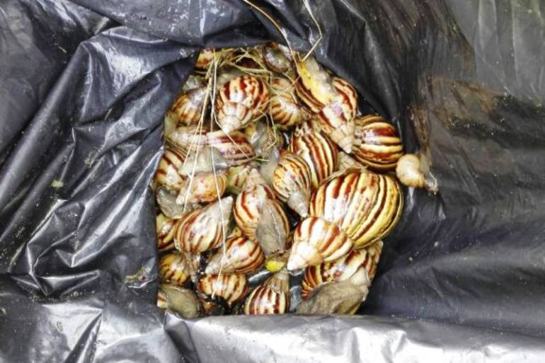 EPA Cartagena no han podido controlar proliferación de caracol africano: EPA Cartagena no han podido controlar proliferación de caracol africano