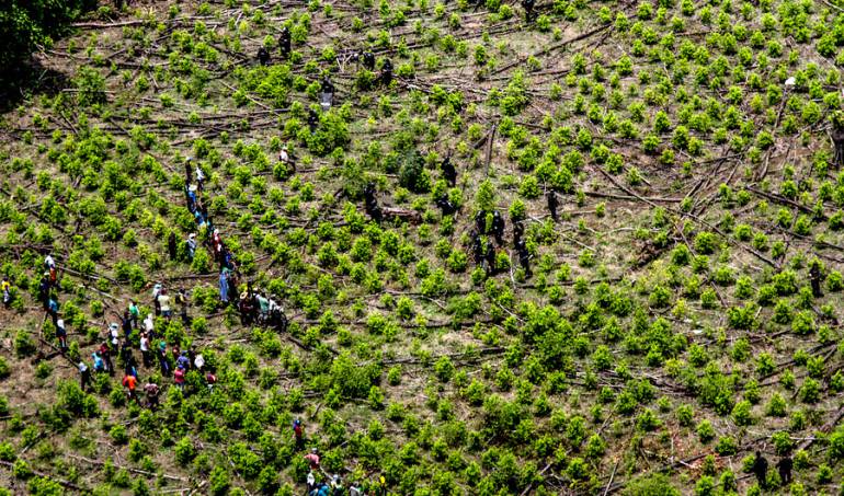 Paro en el Cauca: Campesinos cultivadores de la mata de coca levantaron paro en el Cauca