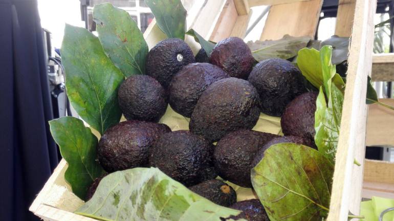 Desde Cartagena salió el primer embarque de aguacate Hass a EEUU: Desde Cartagena salió el primer embarque de aguacate Hass a EEUU