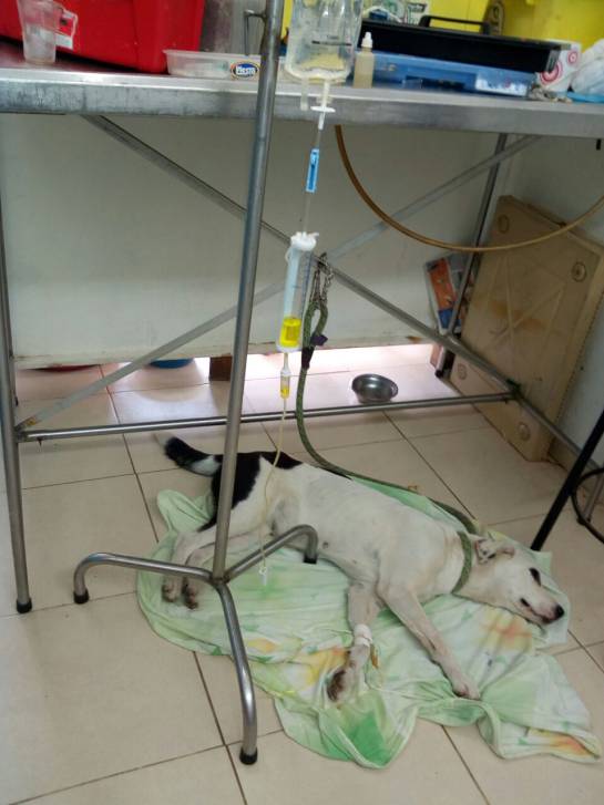 LEALTAD, MUERTE, PERRO: Perro muere de tristeza porque su amo lo abandonó LEALTAD, MUERTE, PERRO: Perro muere de tristeza porque su amo lo abandonó