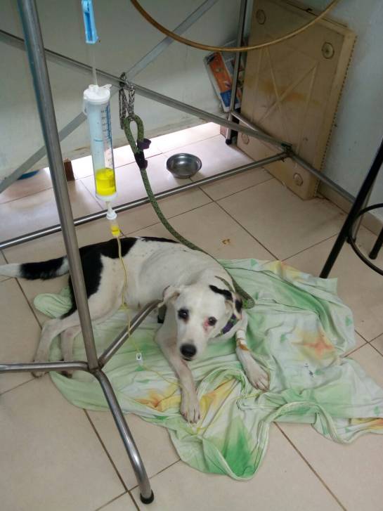 LEALTAD, MUERTE, PERRO: Perro muere de tristeza porque su amo lo abandonó LEALTAD, MUERTE, PERRO: Perro muere de tristeza porque su amo lo abandonó