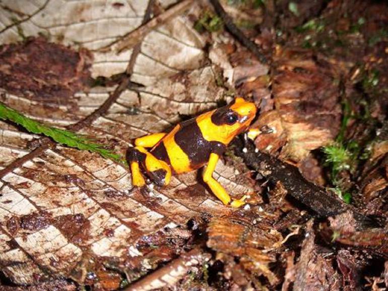 Tráfico animal: Preocupación por tráfico de rana venenosa en el Valle del Cauca