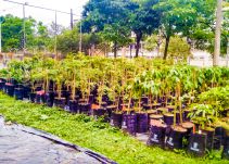 El Cerro Nutibara tendrá un bosque sembrado entre familias