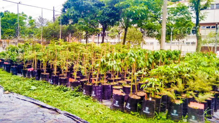 El Cerro Nutibara tendrá un bosque sembrado entre familias