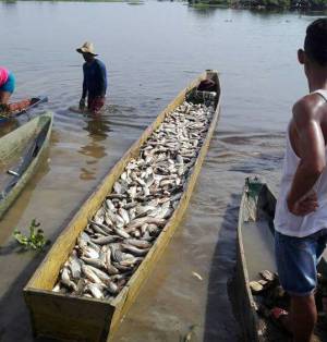 San Marcos, Sucre pescado: Se multiplicaron los peces en San Marcos, Sucre San Marcos, Sucre pescado: Se multiplicaron los peces en San Marcos, Sucre