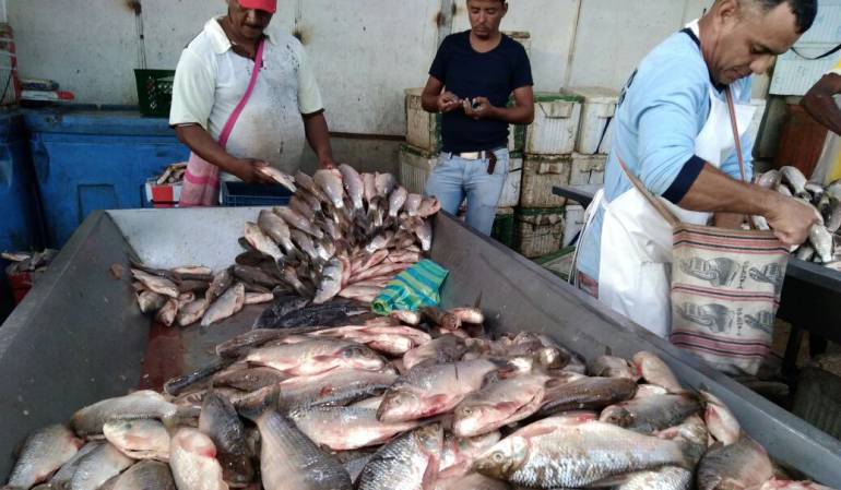 San Marcos, Sucre pescado: Se multiplicaron los peces en San Marcos, Sucre
