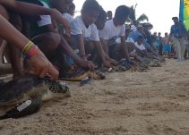 Armada Nacional realizó de liberación de tortugas marinas en Cartagena