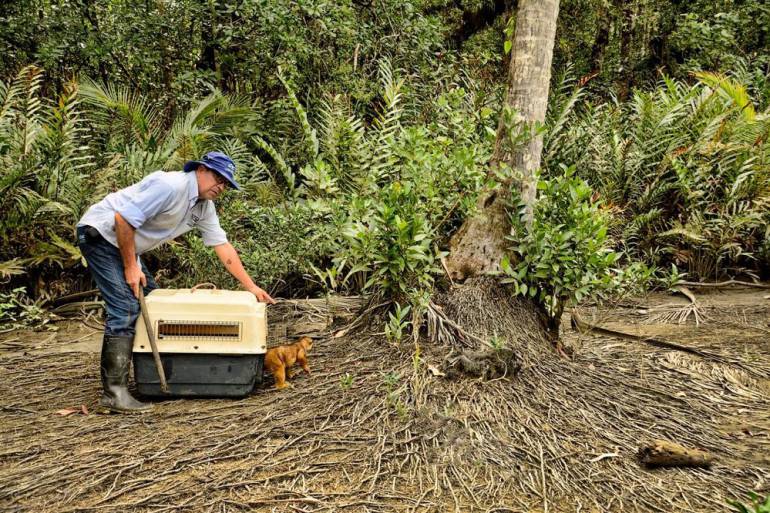 Liberan animales víctimas del tráfico de fauna: En "Operación Regreso a la Libertad III", 107 animales regresaron a sus hogares