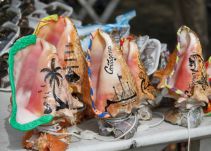 Incautan más de 200 piezas de corales en Cartagena