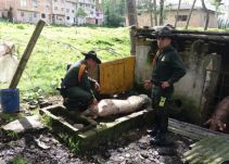 Detectan matadero clandestino de cerdos en Pasto
