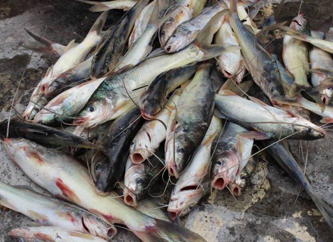 Subienda en Puerto Boyacá alivia bolsillo de consumidores