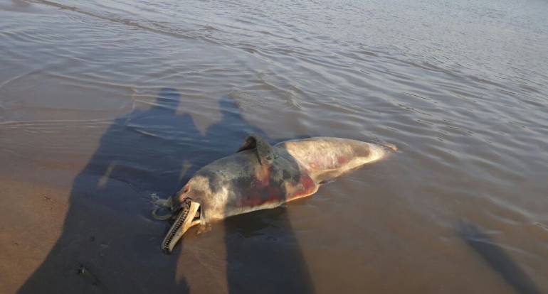Mueren delfines: Cuatro delfines muertos fueron encontrados en playas del municipio de San Antero-Córdoba