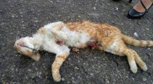 Denuncian matanza de gatos en el sur de Tunja: Denuncian cruel matanza de gatos en el sur de Tunja Denuncian matanza de gatos en el sur de Tunja: Denuncian cruel matanza de gatos en el sur de Tunja