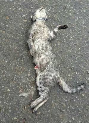 Denuncian matanza de gatos en el sur de Tunja: Denuncian cruel matanza de gatos en el sur de Tunja Denuncian matanza de gatos en el sur de Tunja: Denuncian cruel matanza de gatos en el sur de Tunja