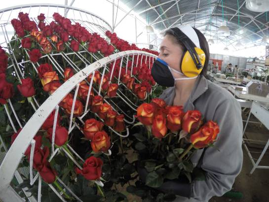 Boyacá exporta rosas para celebración de San Valentín en Estados Unidos: Boyacá exporta rosas para celebración de San Valentín en Estados Unidos Boyacá exporta rosas para celebración de San Valentín en Estados Unidos: Boyacá exporta rosas para celebración de San Valentín en Estados Unidos