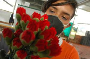 Boyacá exporta rosas para celebración de San Valentín en Estados Unidos: Boyacá exporta rosas para celebración de San Valentín en Estados Unidos Boyacá exporta rosas para celebración de San Valentín en Estados Unidos: Boyacá exporta rosas para celebración de San Valentín en Estados Unidos
