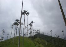 Polémica por la siembra de 23.000 palmas de cera en el Quindío