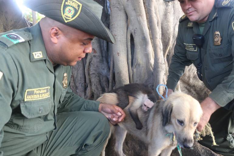 Mono y perrita en Cartagena: Expertos aconsejan no separar a mono rescatado de su madre adoptiva