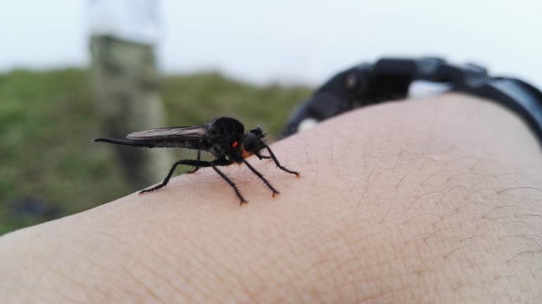 Los casos de dengue en Medellín disminuyeron un 87.5 %