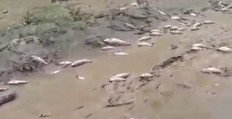 AMBIENTAL,MUERTE, PECES: Se reporta mortandad de peces en Santander