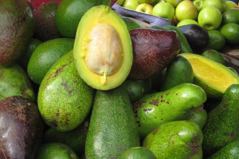 Continúa recuperación de cultivos de aguacate en Los Montes de María: Continúa recuperación de cultivos de aguacate en Los Montes de María