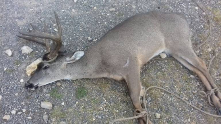Millonaria recompensa por culpables de muerte de venado en Páramo de Boyacá: Millonaria recompensa por culpables de muerte de venado en Páramo de Boyacá