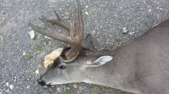 Millonaria recompensa por culpables de muerte de venado en Páramo de Boyacá: Millonaria recompensa por culpables de muerte de venado en Páramo de Boyacá Millonaria recompensa por culpables de muerte de venado en Páramo de Boyacá: Millonaria recompensa por culpables de muerte de venado en Páramo de Boyacá