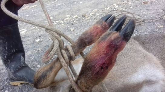 Millonaria recompensa por culpables de muerte de venado en Páramo de Boyacá: Millonaria recompensa por culpables de muerte de venado en Páramo de Boyacá Millonaria recompensa por culpables de muerte de venado en Páramo de Boyacá: Millonaria recompensa por culpables de muerte de venado en Páramo de Boyacá